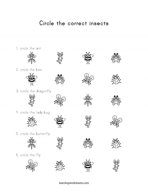 circle the correct insects