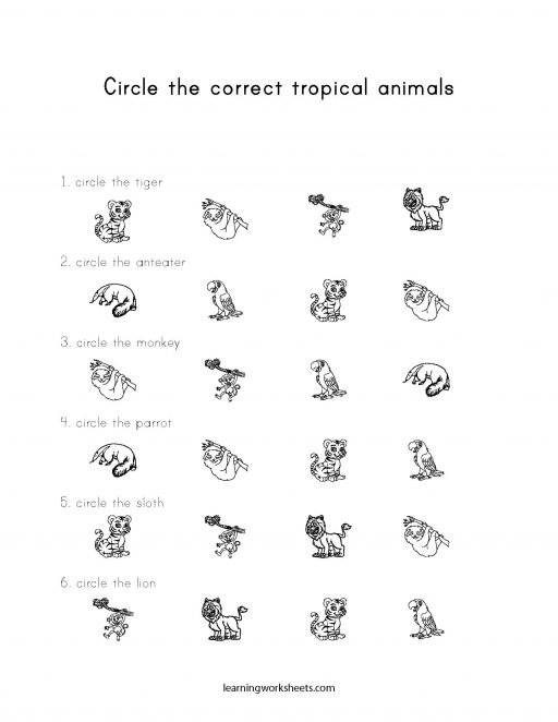 circle the correct tropical animals