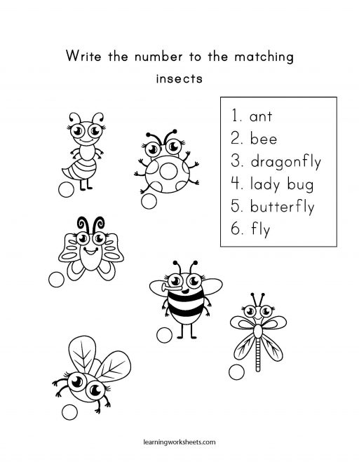 number match insects