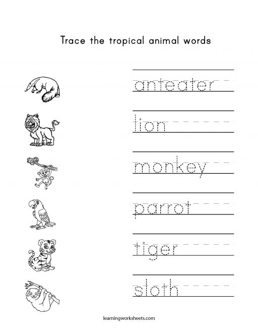 trace tropical animals
