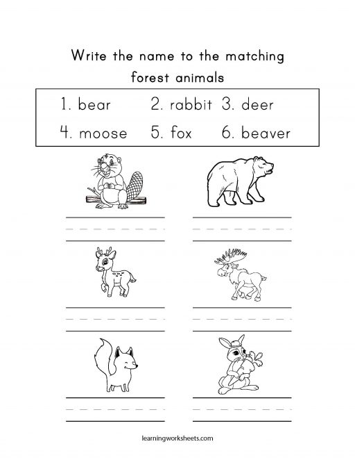 Write the name to the matching forest animals - learning worksheets Forest  Animals