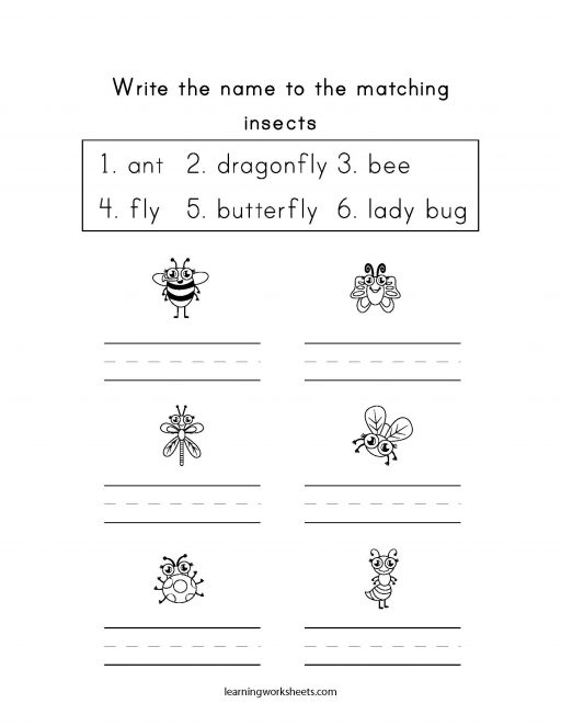 word match insects